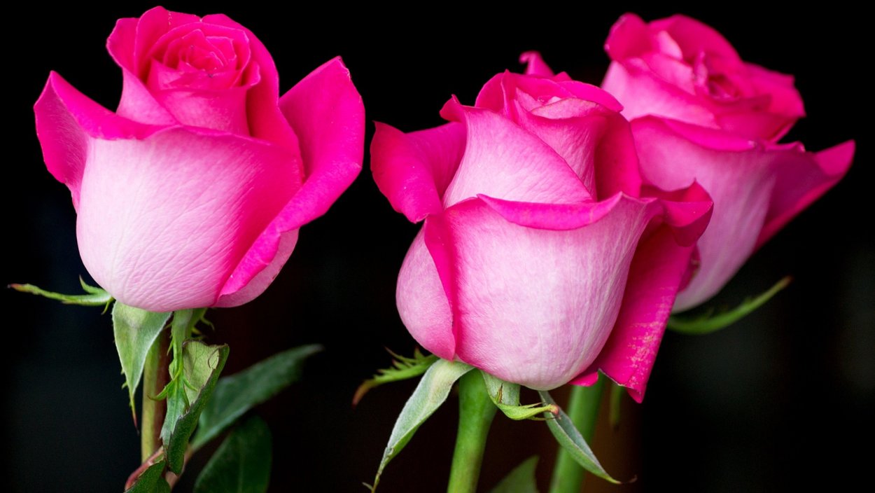 Розовые розы красивые