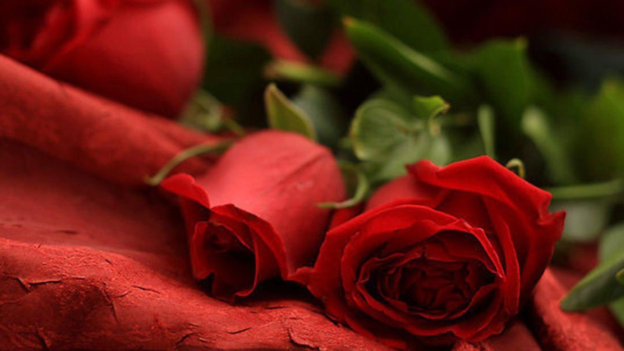 Красные розы самые красивые