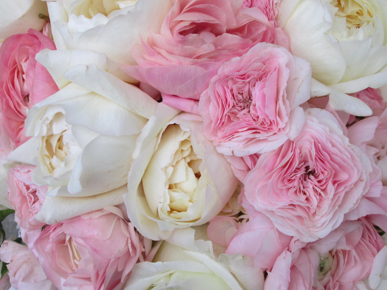 Самые красивые розовые пионы