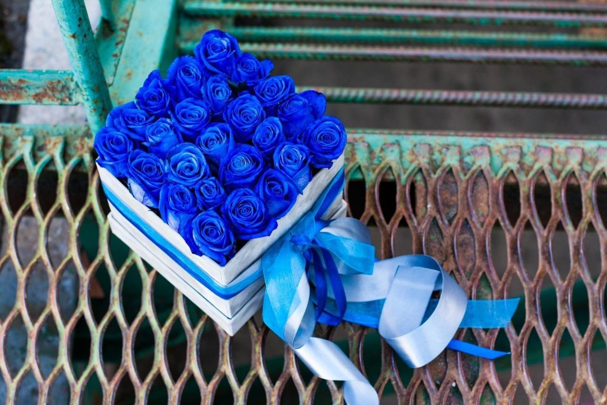 Красивые синие розы