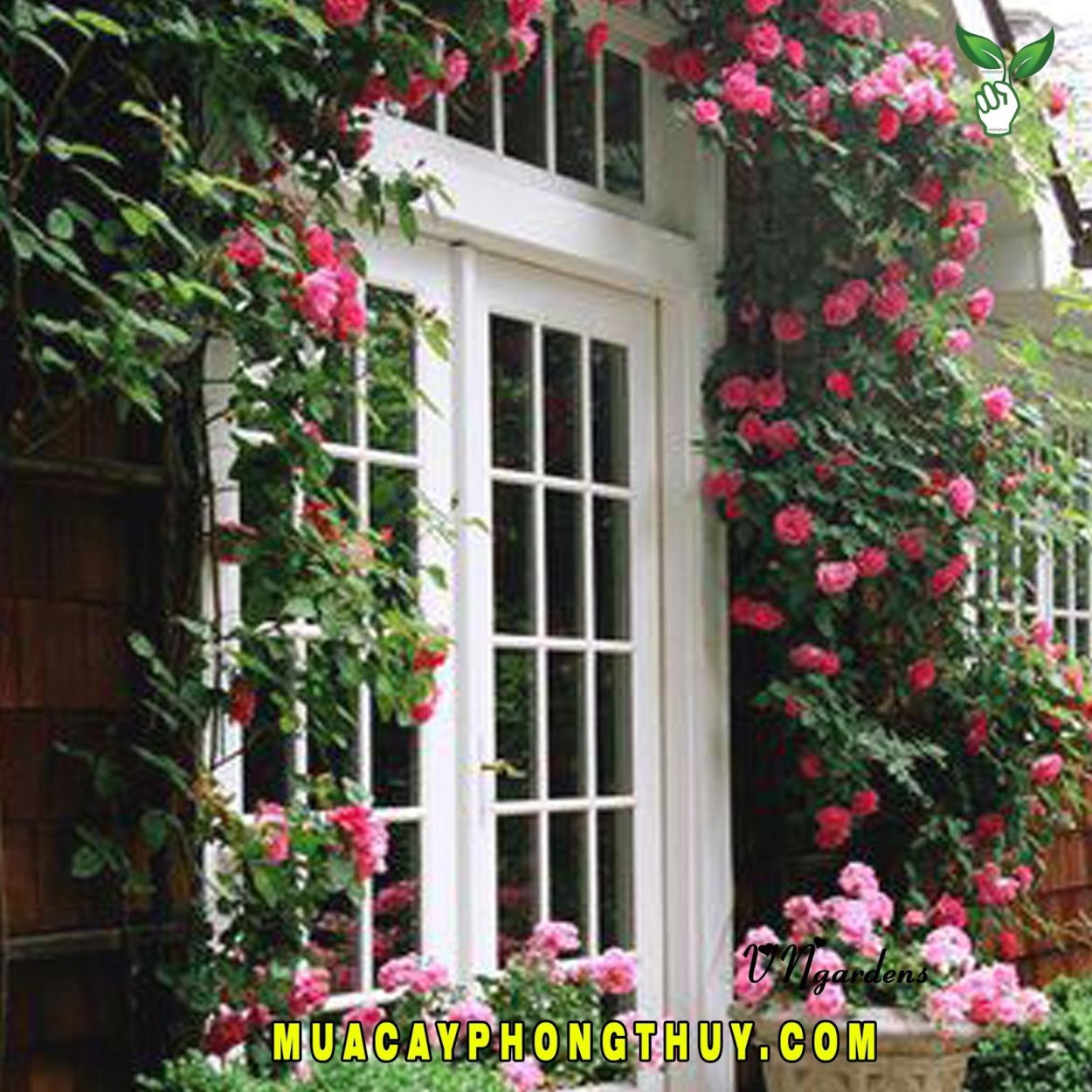 Красивые плетистые розы - 89 фото