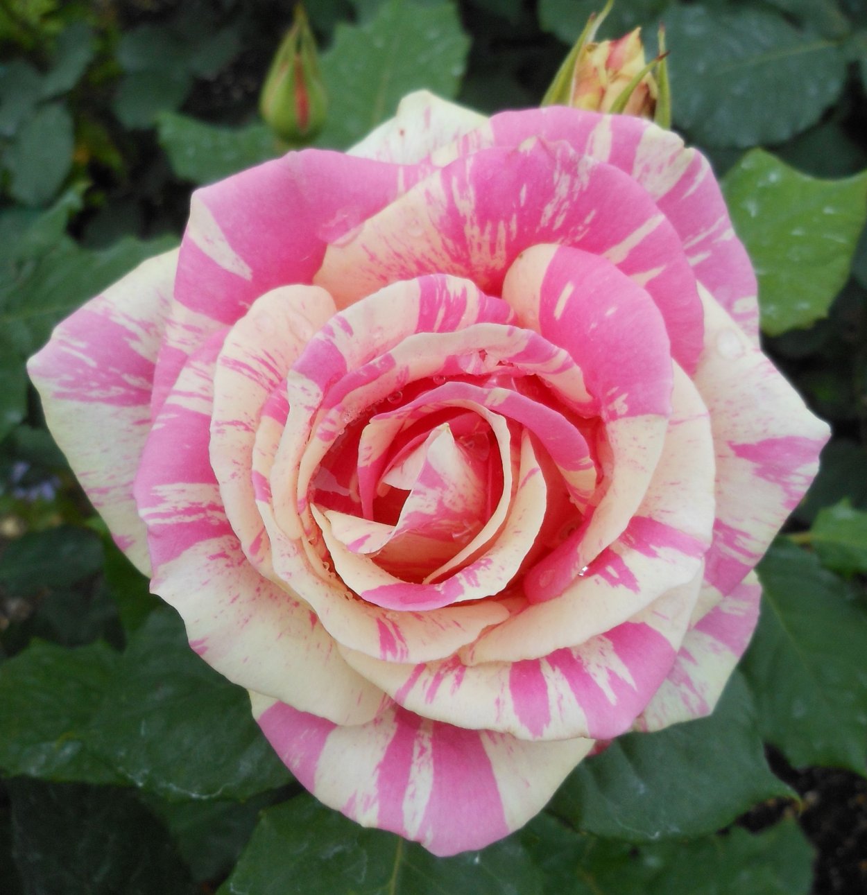 Красивые сорта роз
