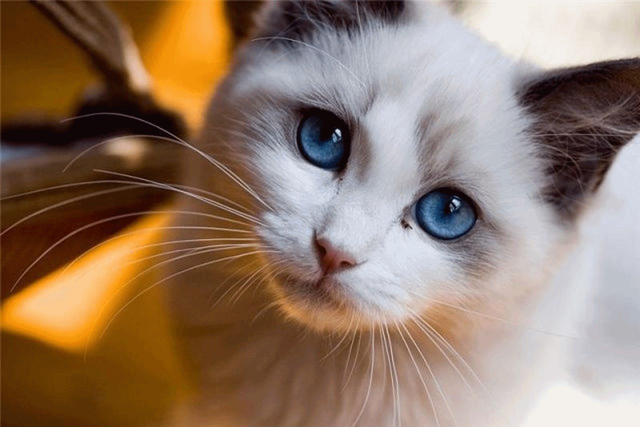 Ну что за что за глазки. Красивые кошки. Красивый кот. Кошка с красивыми глазами. Самые красивые кошечки.
