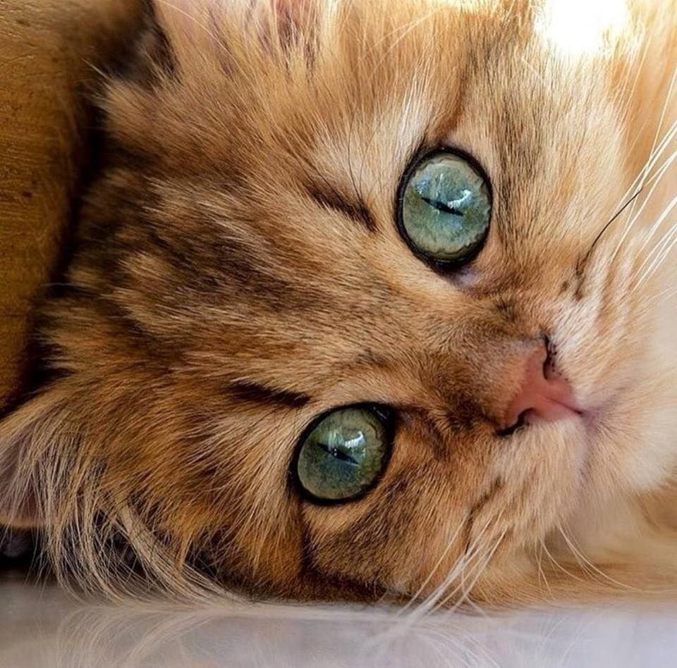 Глаза кошки милые