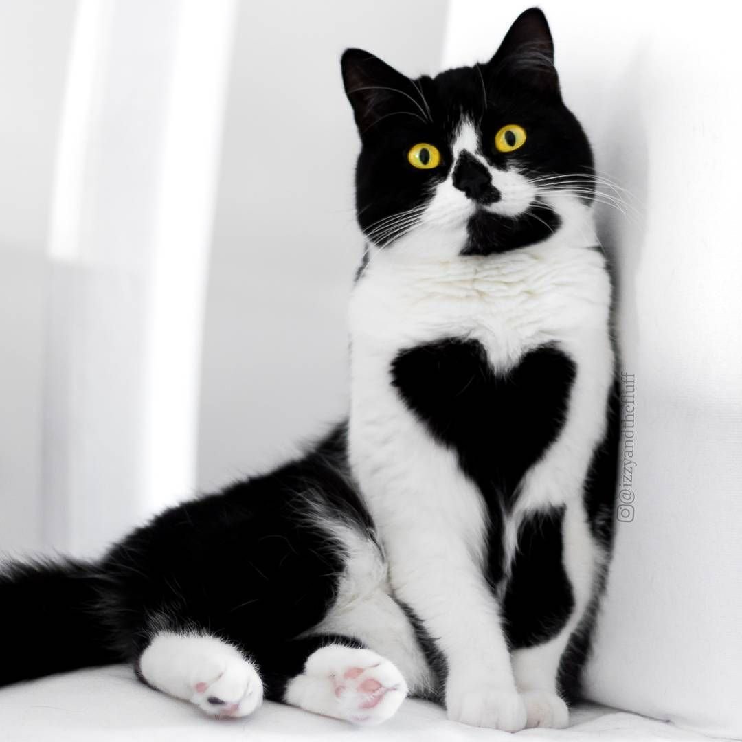 Черно белый кот окрас. Сибирская биколор короткошерстная. Необычные расцветки кошек. Животные с необычным окрасом. Необычные окрасы кошек.
