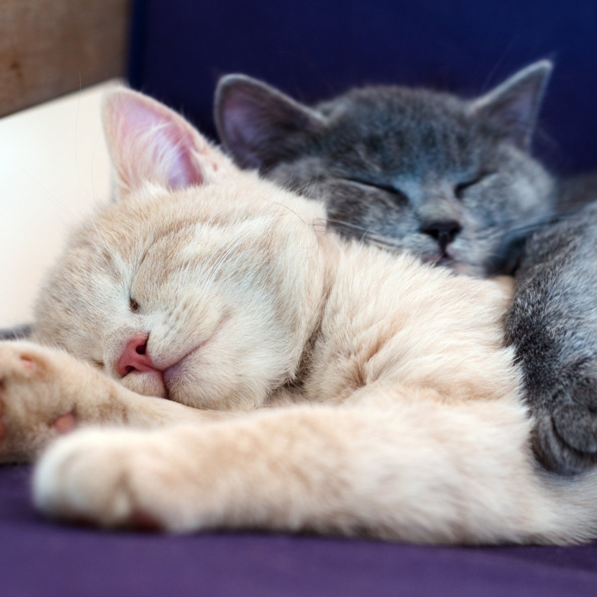 Кошки спят вместе. Котята спят в обнимку. Котики обнимаются. Котики спят вместе.