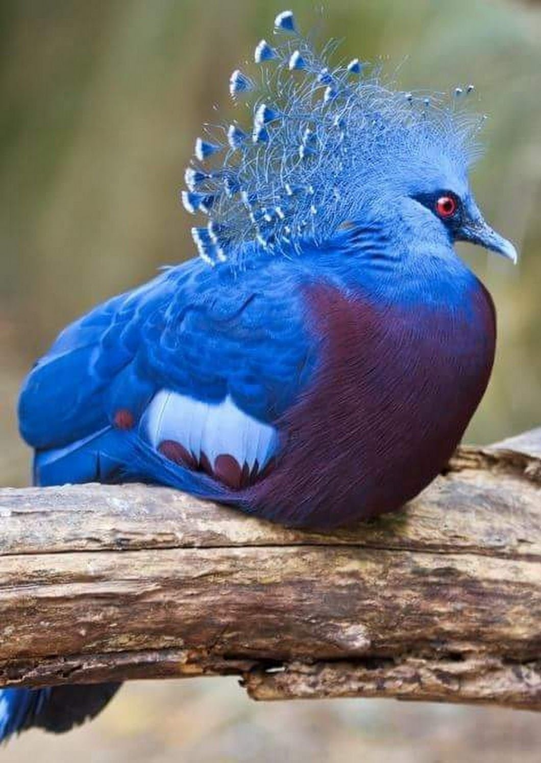 Самые прекрасные птицы. Веероносный венценосный голубь. Вееносный весценозный голубь. Веуроносный вунценосный голубь.