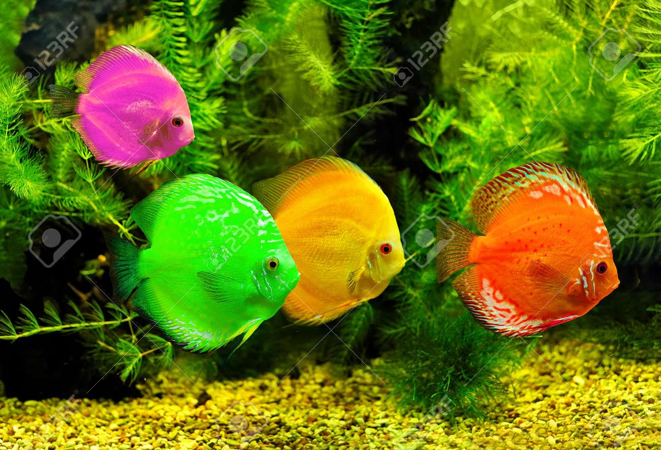 2024 г для рыб. Яркие рыбки. Рыбки для аквариума. Разноцветные рыбки. Красивые рыбки для аквариума.
