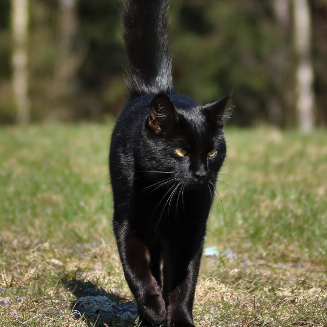 Бомбейская кошка. Бомбейская кошка пушистая. Черные коты. Черный Кок. Грациозная кошка