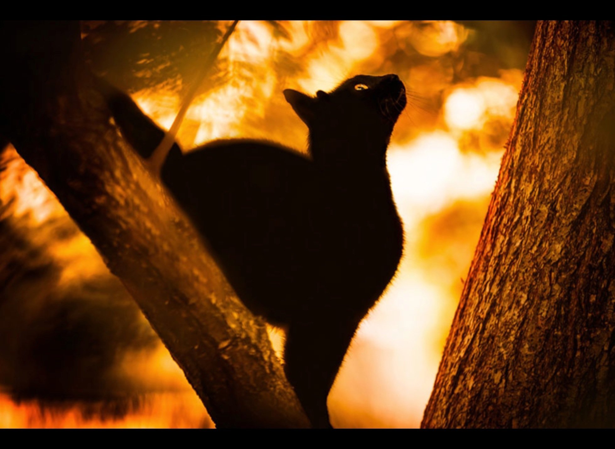Красивая грациозная. Грациозная кошка. Чёрный кот. Черный кот на природе. Черная кошка на дереве.