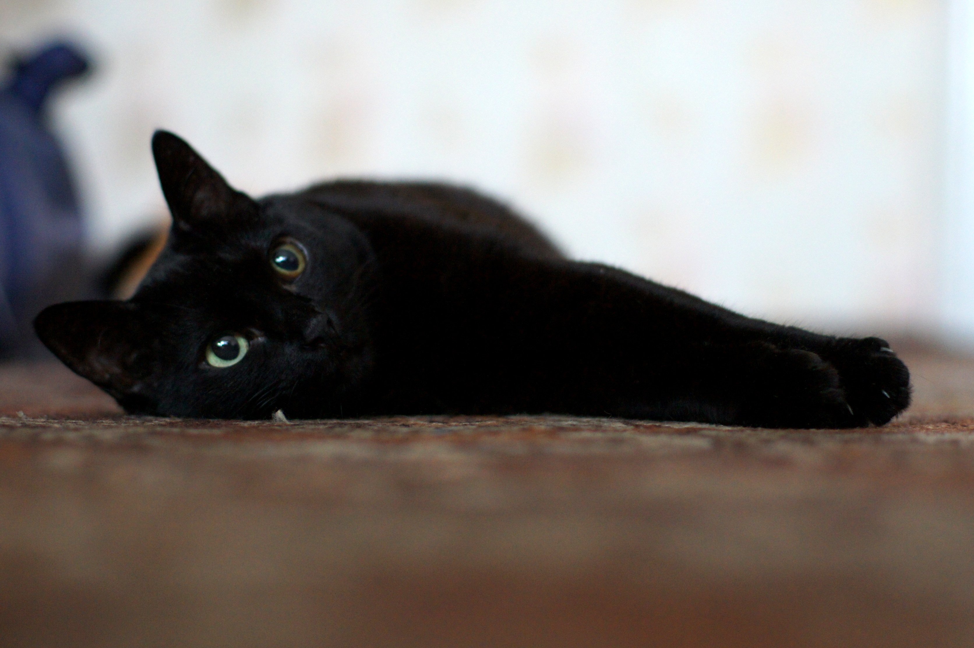 Грациозная 2. Бомбейская кошка. Кот Ориентал черный. Богемская кошка чёрная. Черный гладкошерстный котенок.