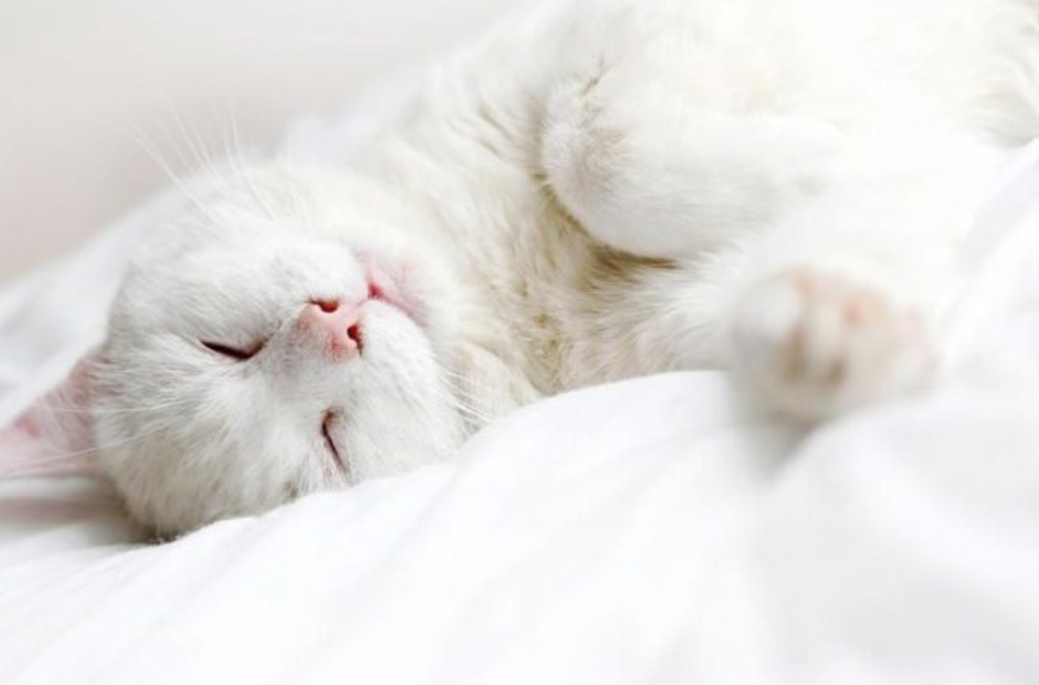 Спящие котята. Спящий котик. Белый котик. Спящий белый котенок.