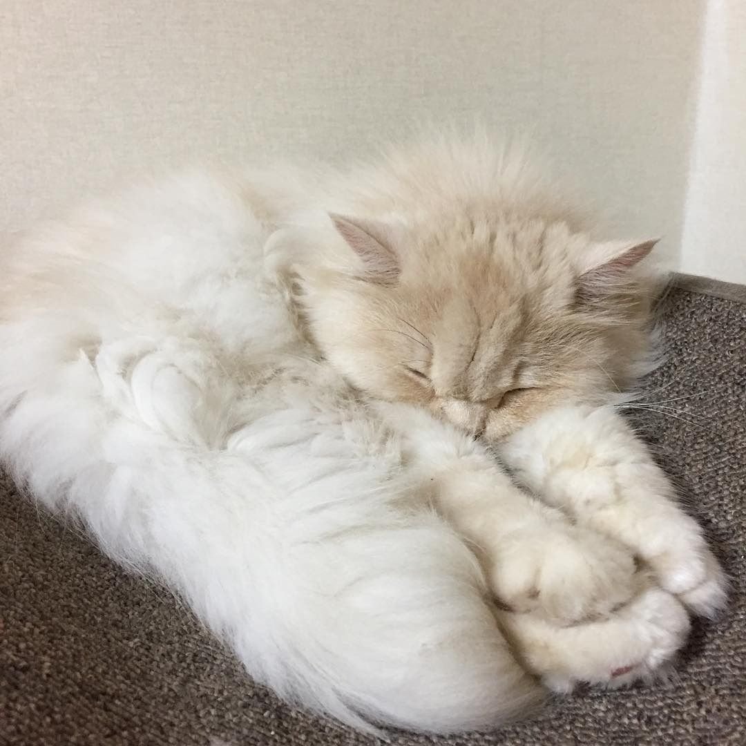 Пушистый спящий котенок. Спящие котята. Белая кошка Эстетика. Спокойной ночи котики.