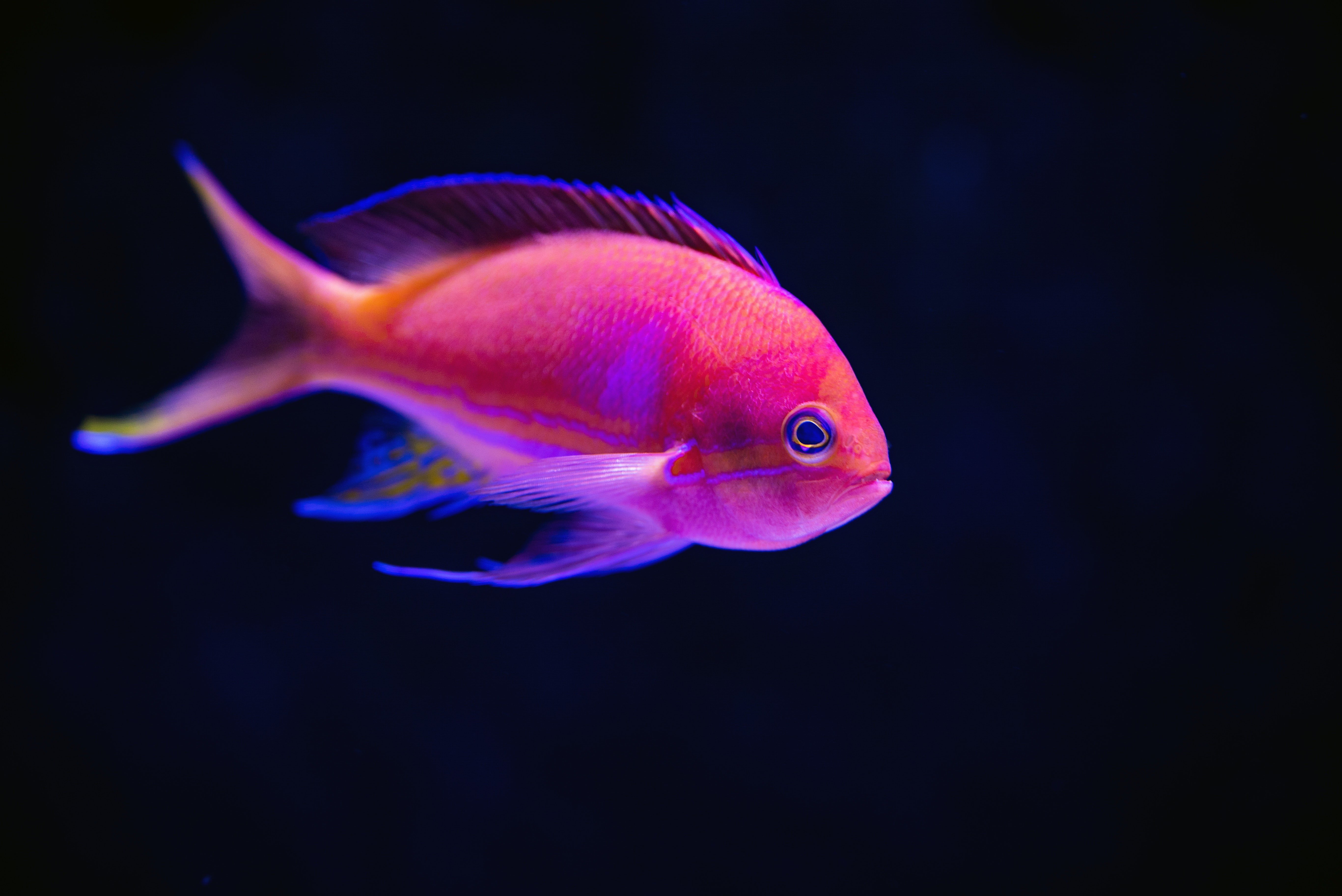 Розовые рыбки аквариумные. Рыбка Бетта глофиш. Антиас трехцветный. Фламинго рыбка аквариумная. Розовый Фламинго рыбка аквариумная.
