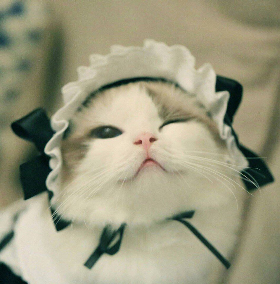 Котики милые в шапочках