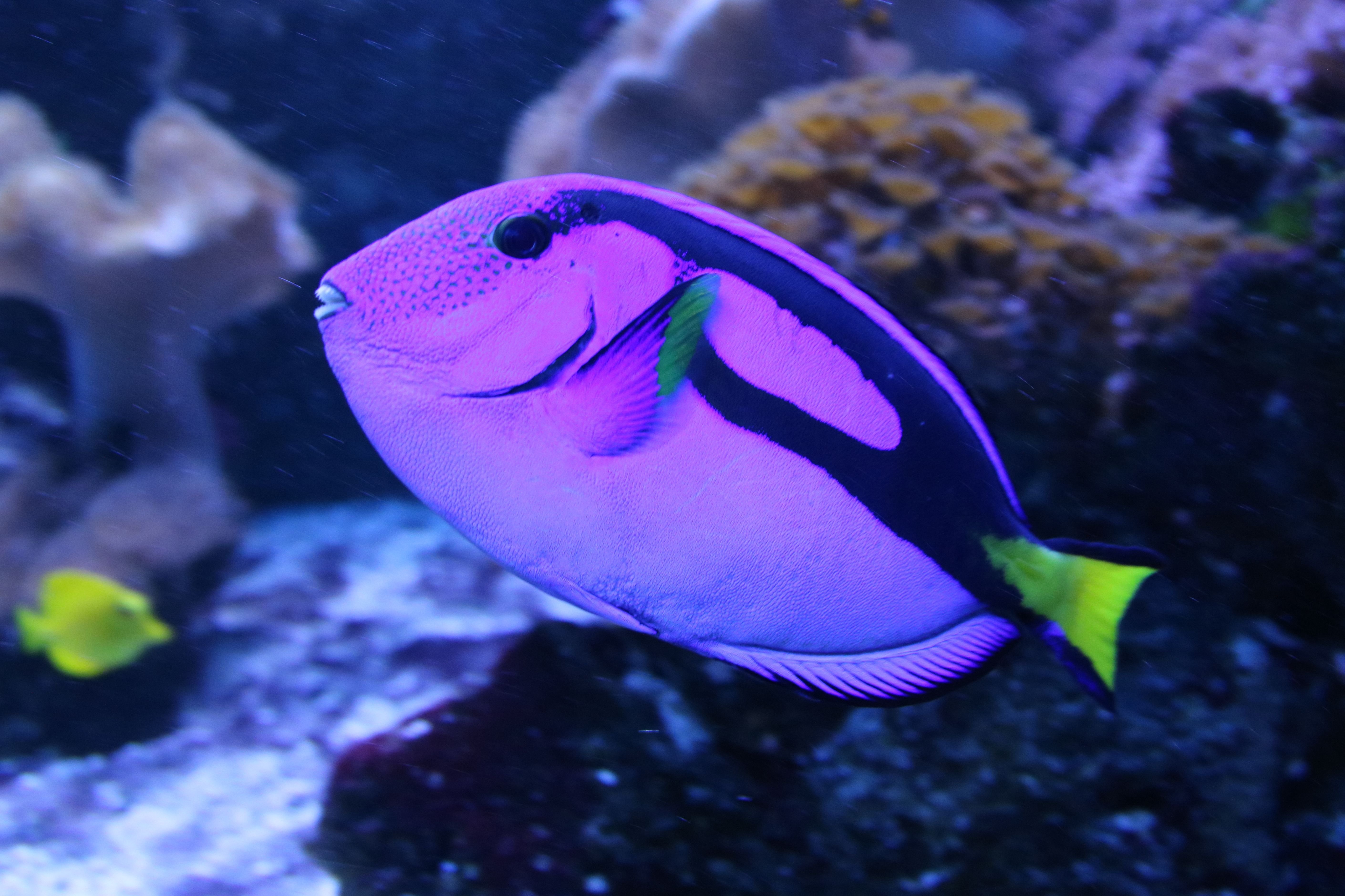 К чему снится красивая рыба. Псевдохромис Королевский. Рыбка Псевдохромис Королевский. Псевдохромис индиго. Фиолетовая рыба.