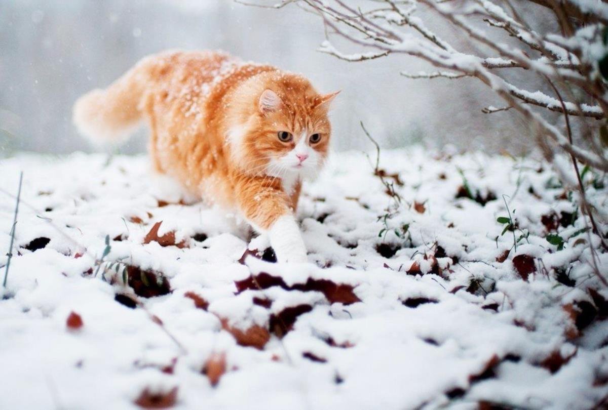 С зимой с первым снегом. Зимний кот. Небольшой снег. Котик в снегу. Первый снег животные.