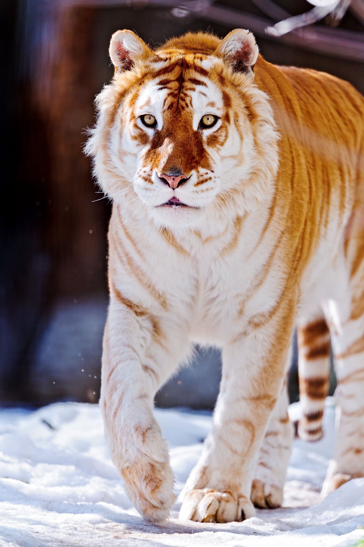 Самые красивые звери. Золотой бенгальский тигр. Голден Тайгер тигр. Золотой тигр альбинос. Тигр Golden tabby.