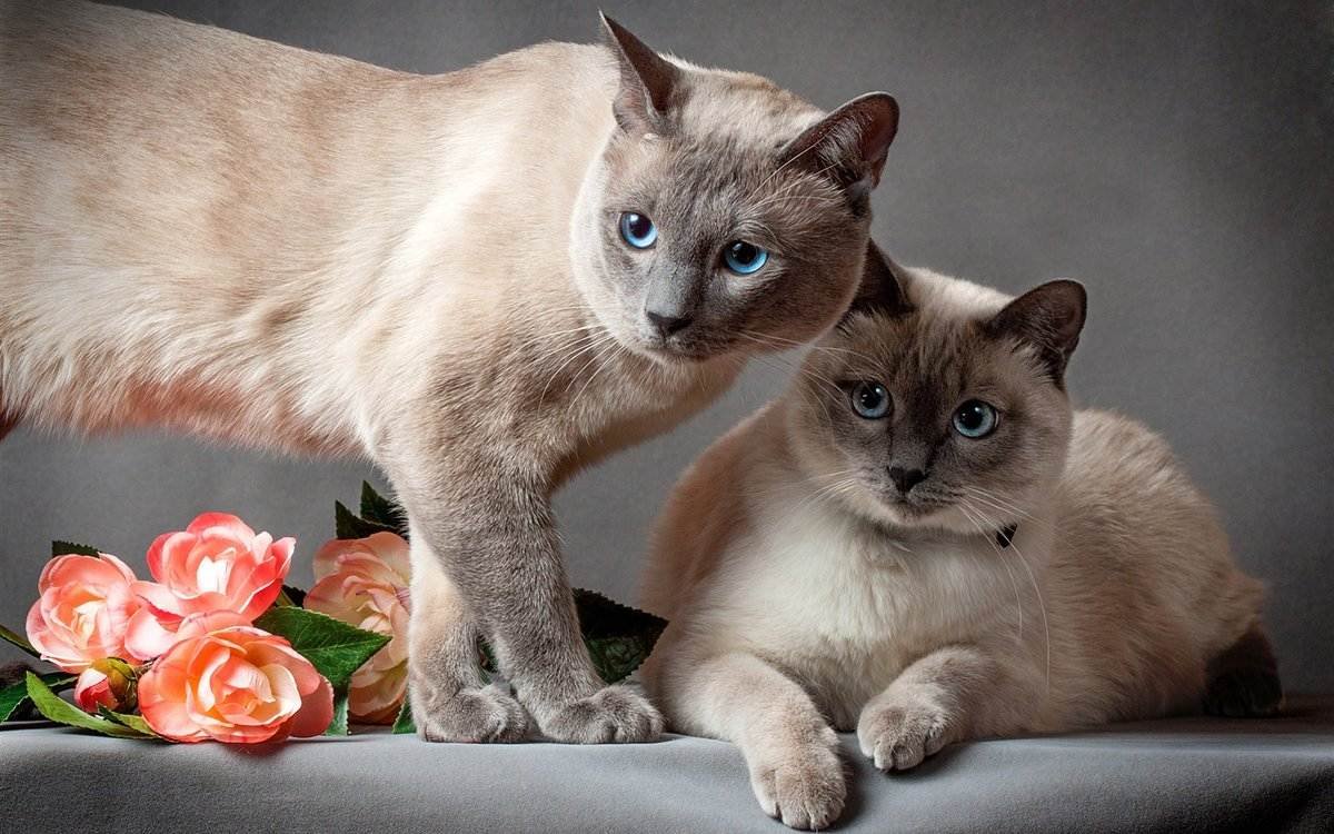 Самые красивые кошки близнецы