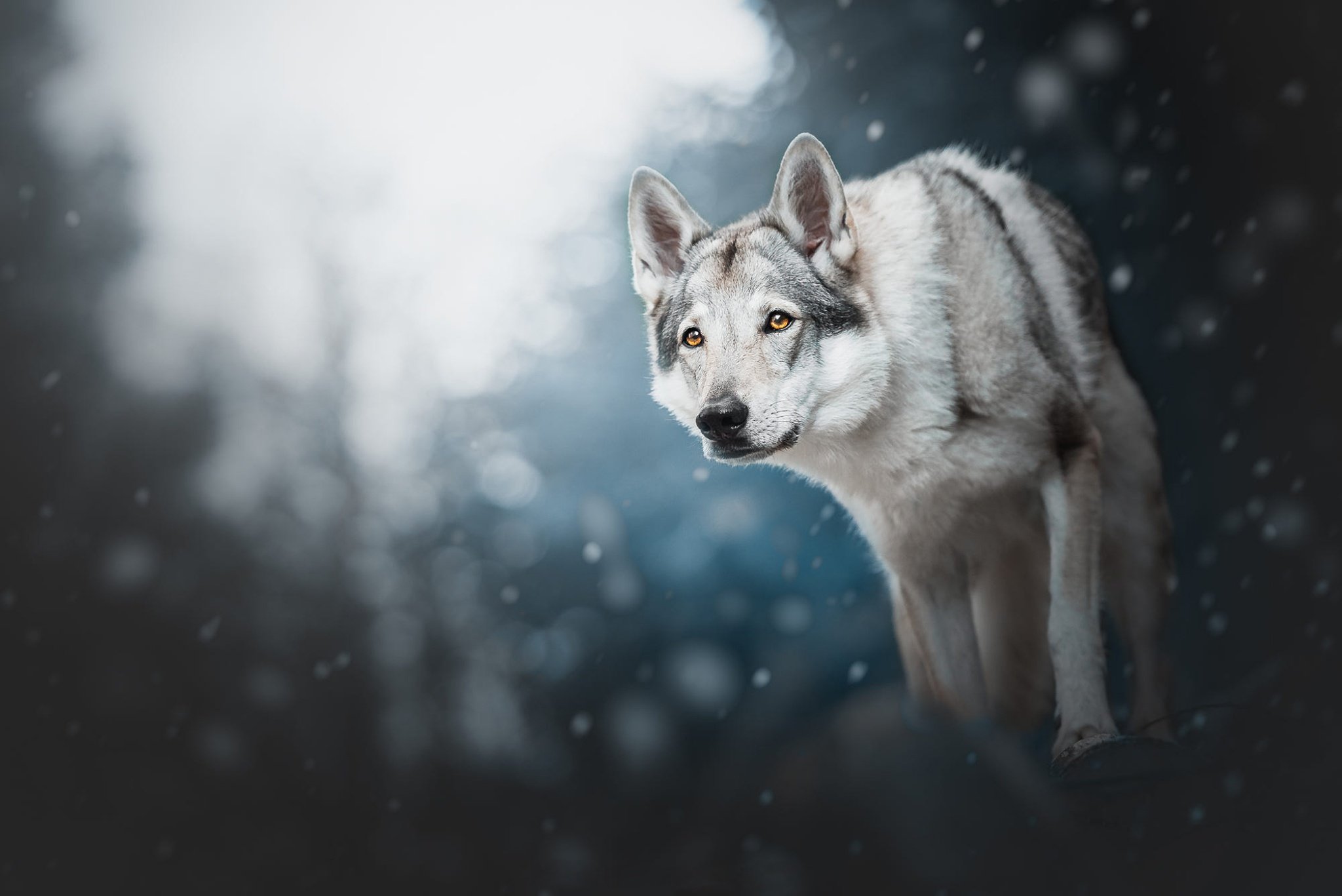 Красивые обои волки. Волчья собака Сарлоса. Красивый волк. Волк зимой. Снежный волк.
