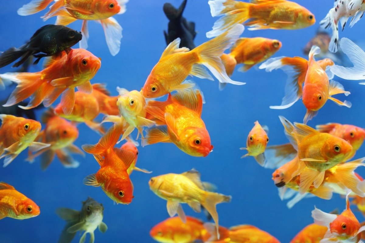 Разноцветные рыбки для аквариума