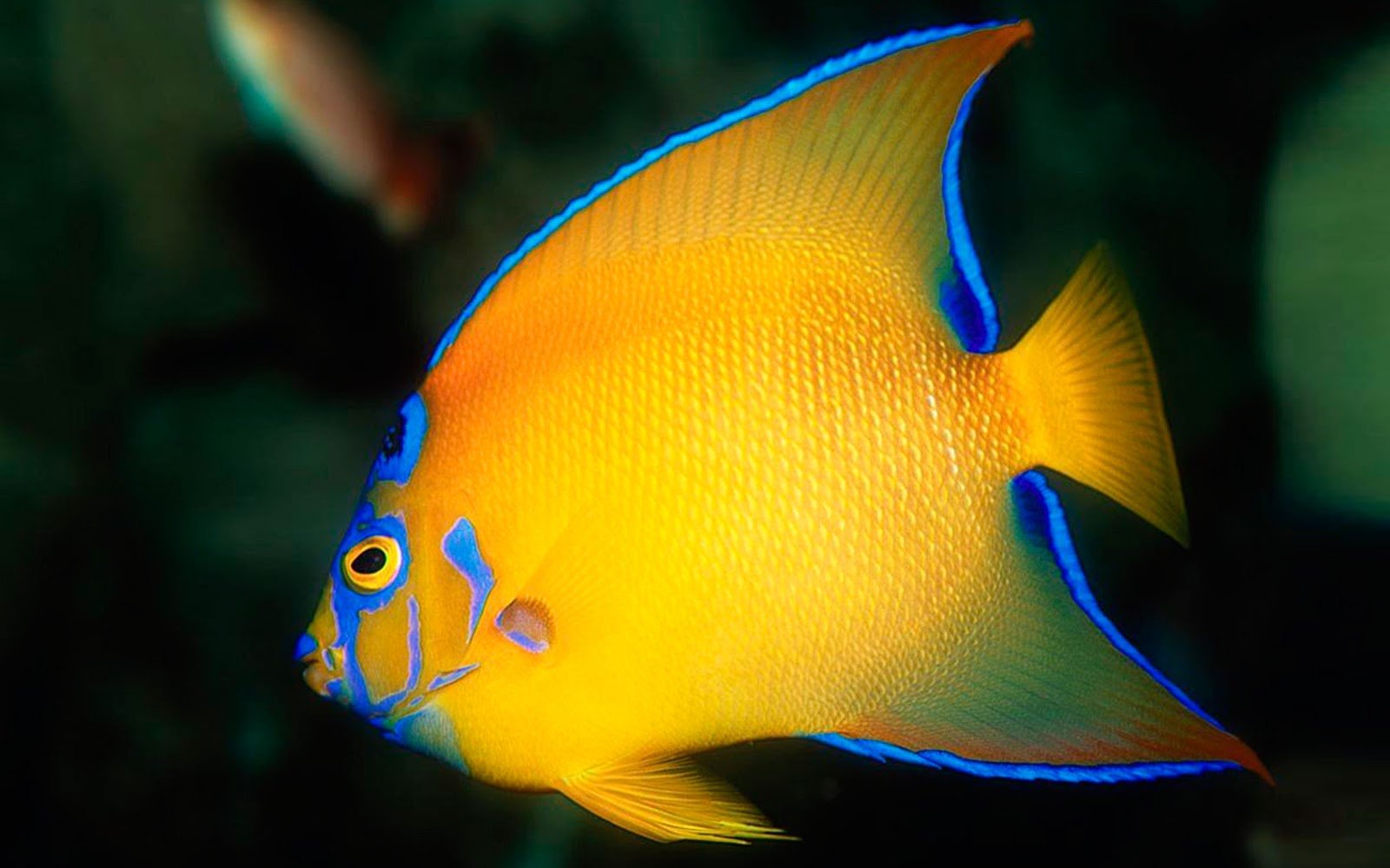 Очень красивые рыбки. Центропиг Эйбла-Эйбесфельдта. Цитрон рыбка аквариумная. Рыбка орнатус жёлтый. Лимонный Центропиг.