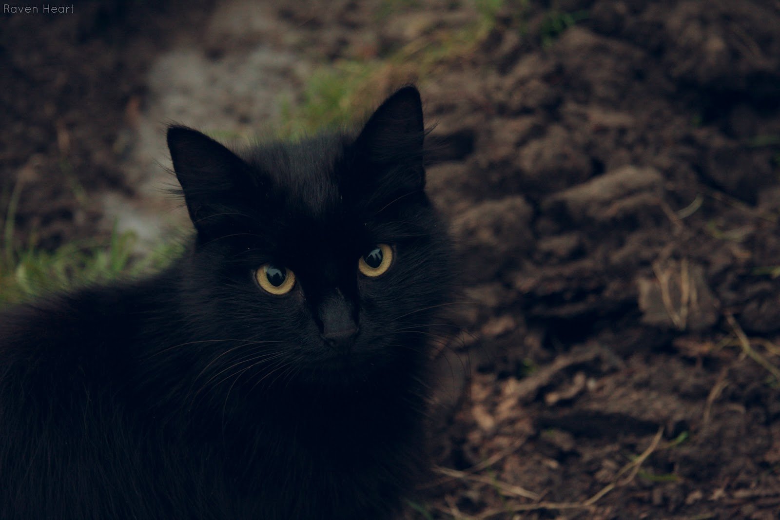 Черная кошка линии