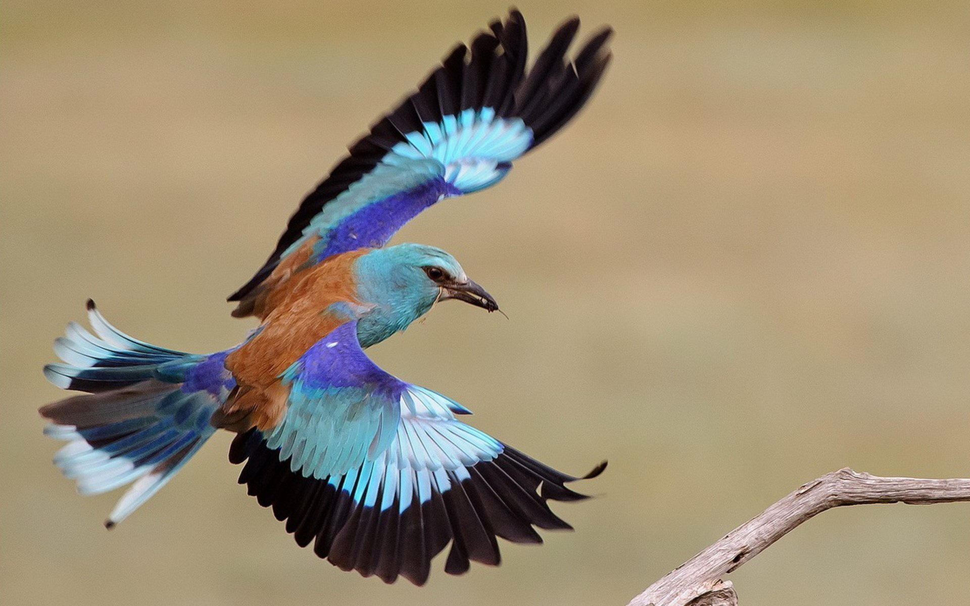 Виды красивых птиц. Сизоворонка Африка. Красивые птицы. Необычные красивые птицы. Редкие красивые птицы.