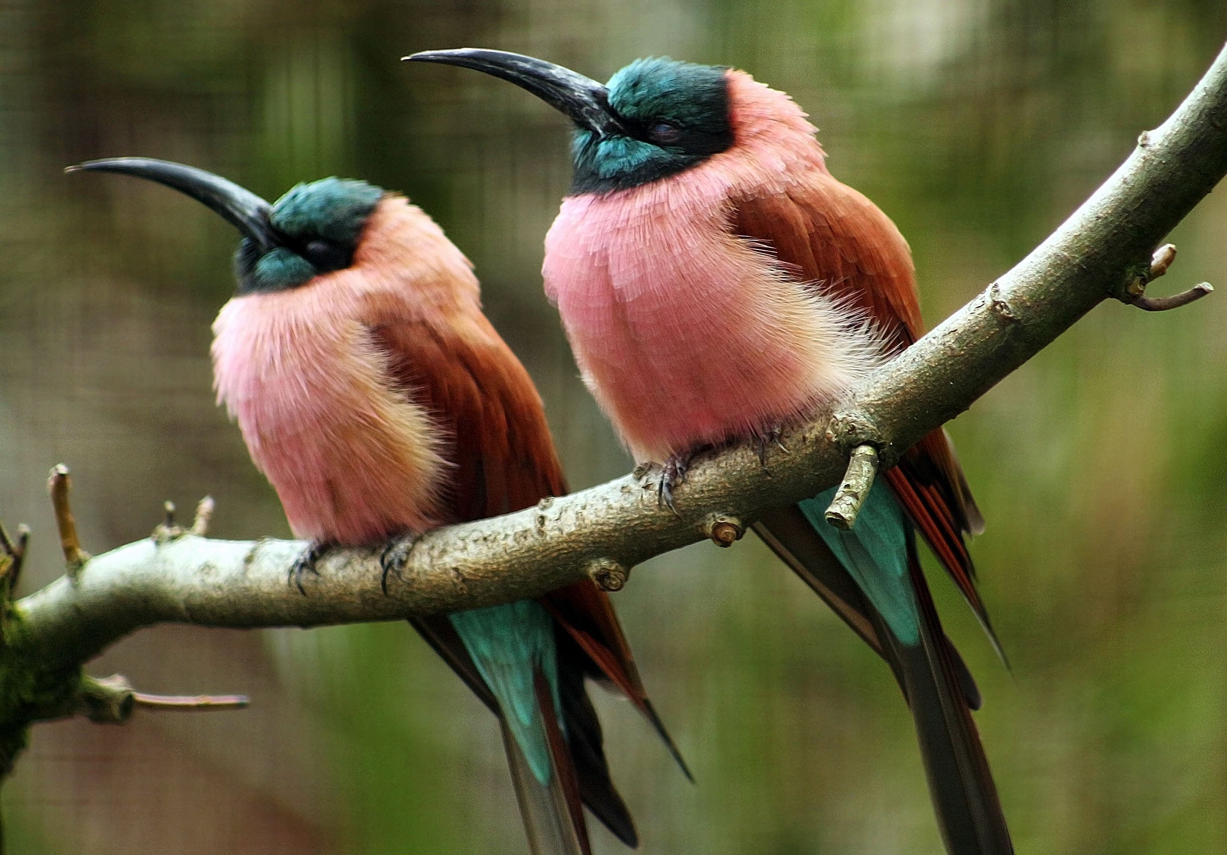 Самые прекрасные птицы. Нубийская щурка. Зунзинито птичка. Амазонский мухоед. Необыкновенные птицы.