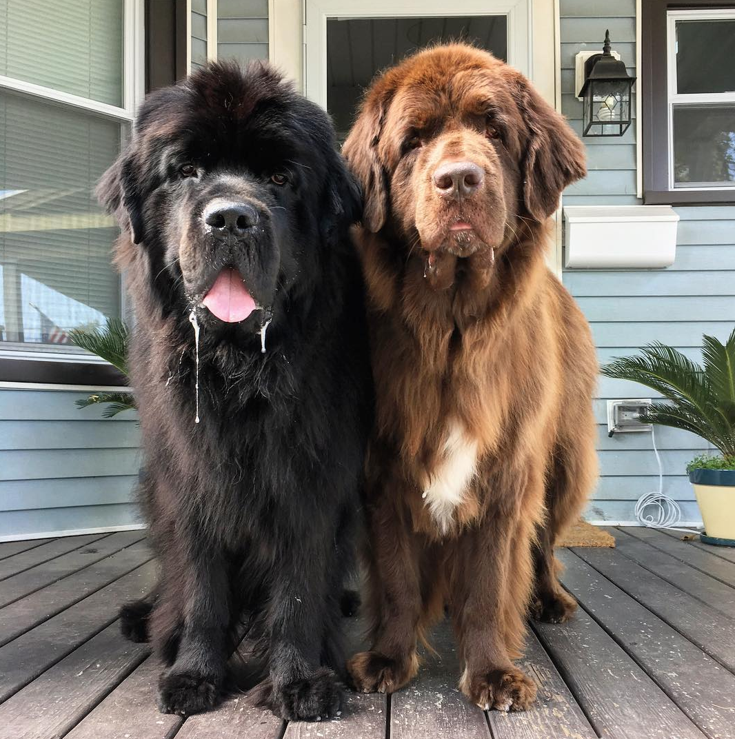 Самые большие собаки породы фото название. Ньюфаундленд. Сенбернар и ньюфаундленд. Ньюфаундленд собака. Ньюфаундленд (порода собак).