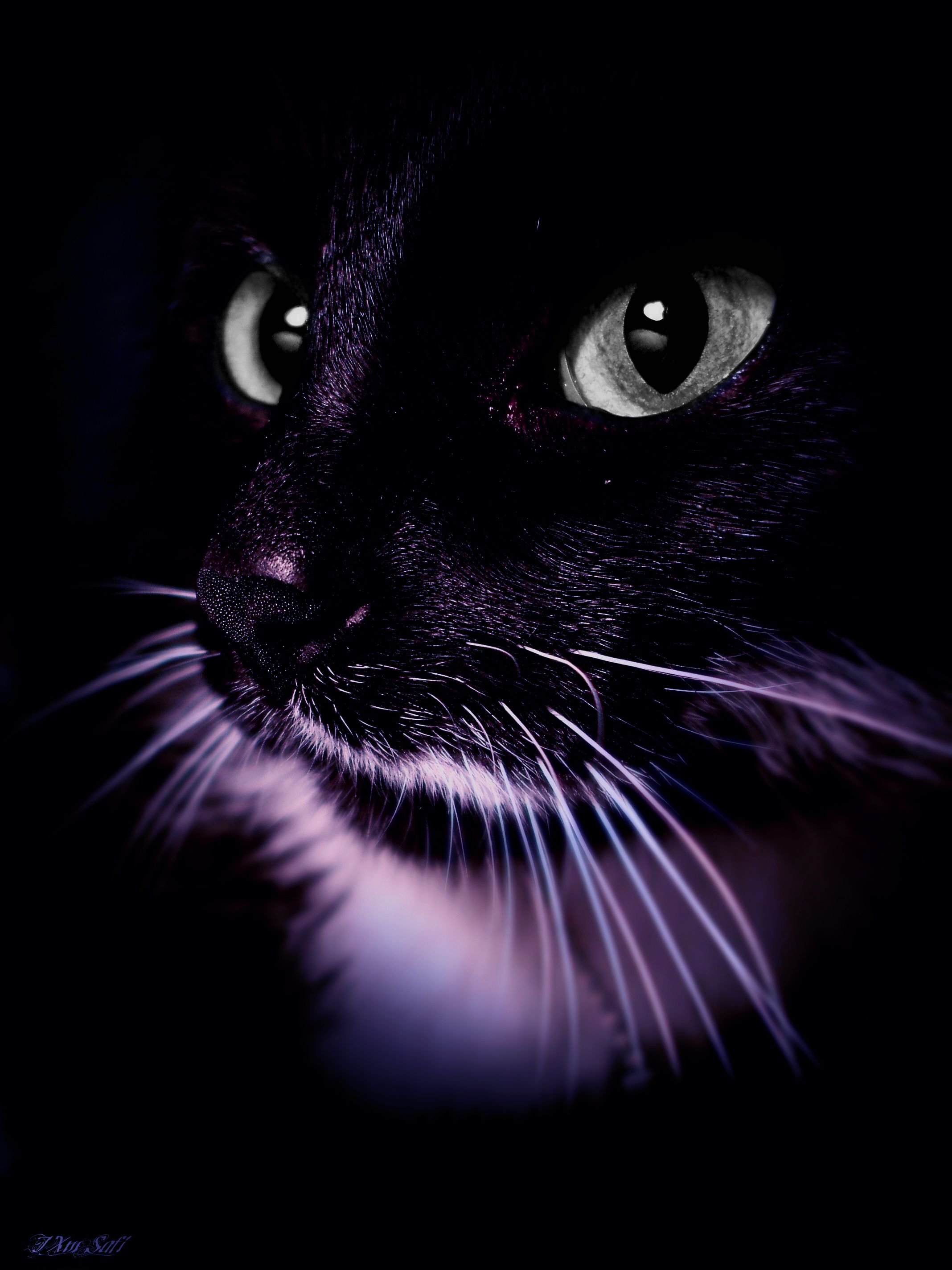 Черная ава на телефон. Чёрный кот. Красивый черный кот. Красивая черная кошка. Красивые черные коты.