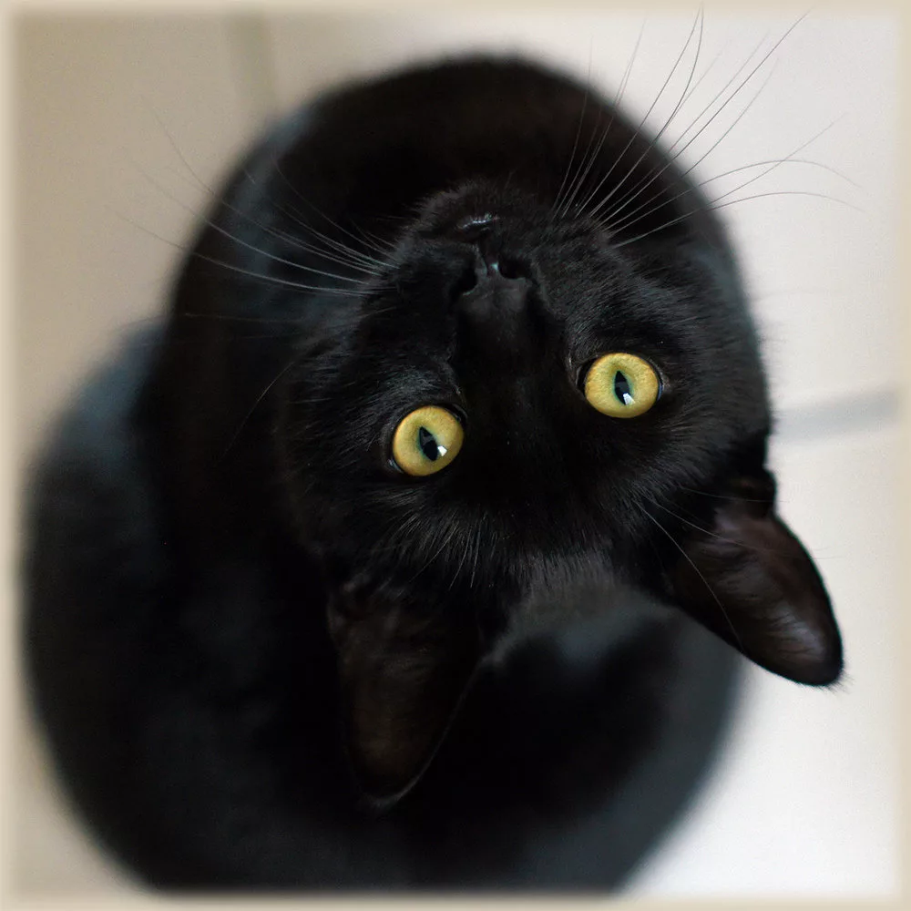 Бомбейская кошка. Бомбейская кошка черная с желтыми глазами. Британская Бомбейская кошка. Бомбейская кошка черно белая.