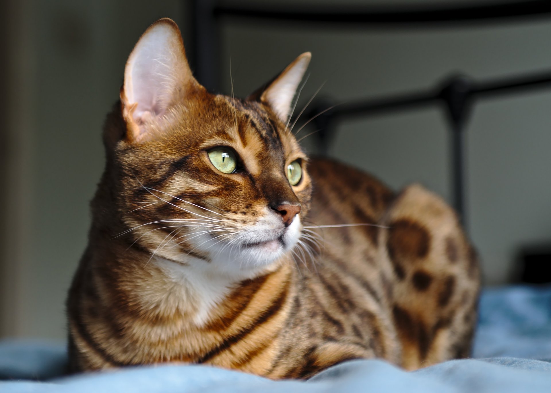 Порода кошек д. Кошки бенгальской породы. Абиссинская кошка пятнистая. Кошка пятнистая Бенгальская. Бенгальский кот полосатый.