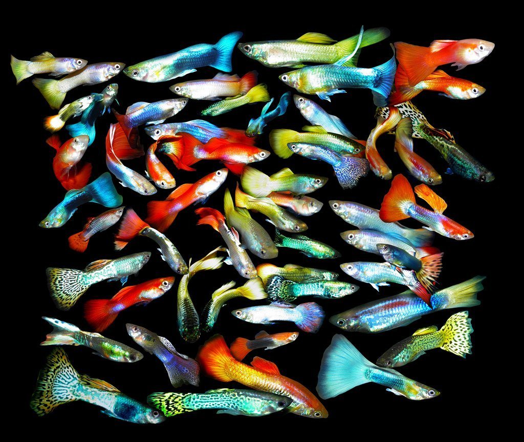 Рыбки маленькие для аквариума разноцветные