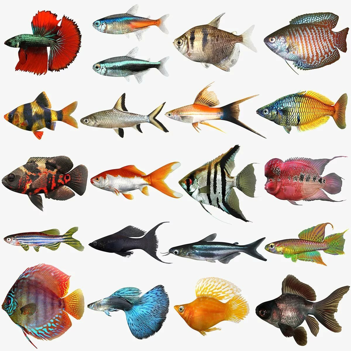 разноцветные рыбки фото и названия