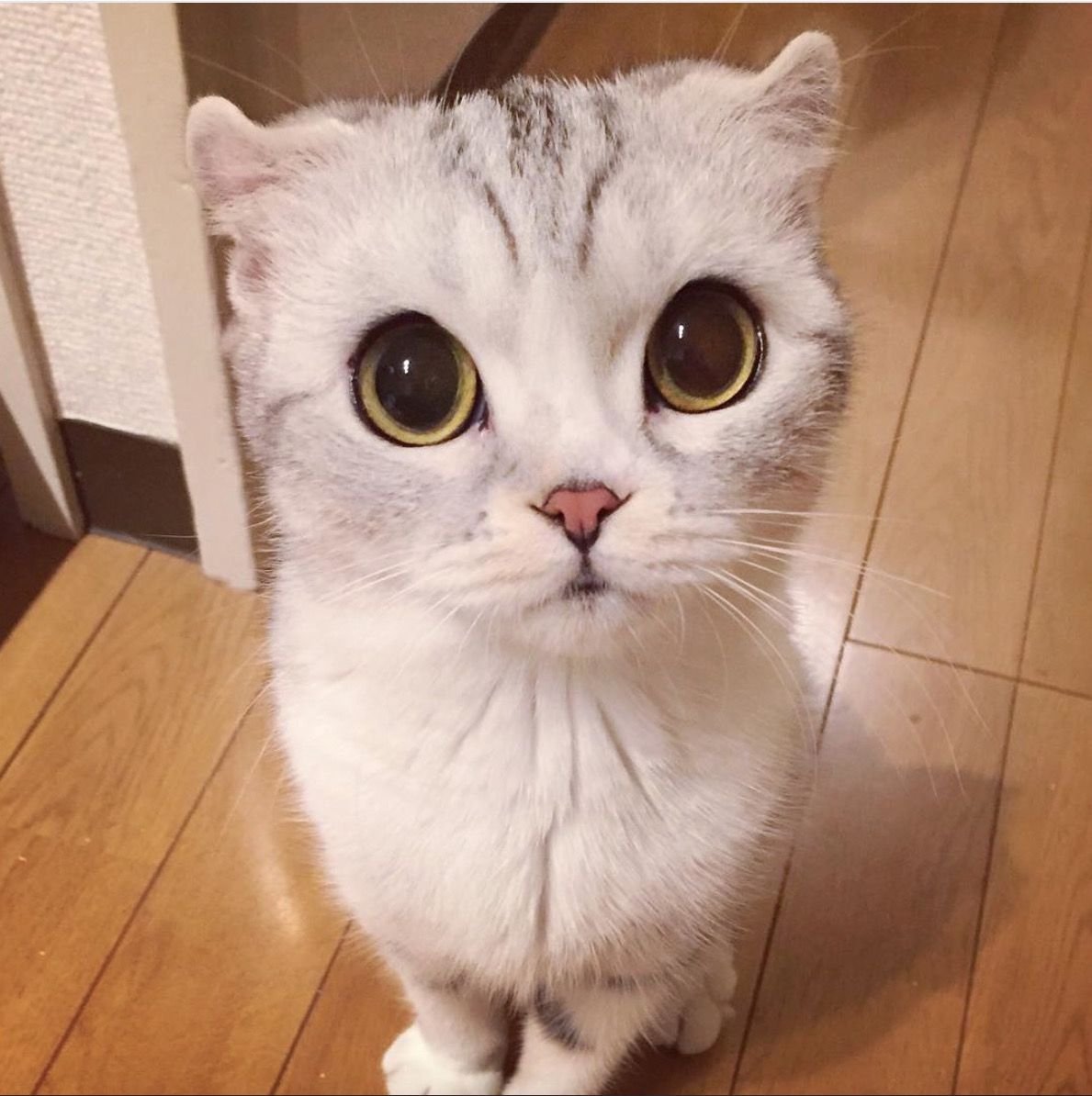 Животное хана. Шотландская вислоухая кошка. Котик с большими глазами. Катики сболшими глазками. Милые котики с большими глазами.