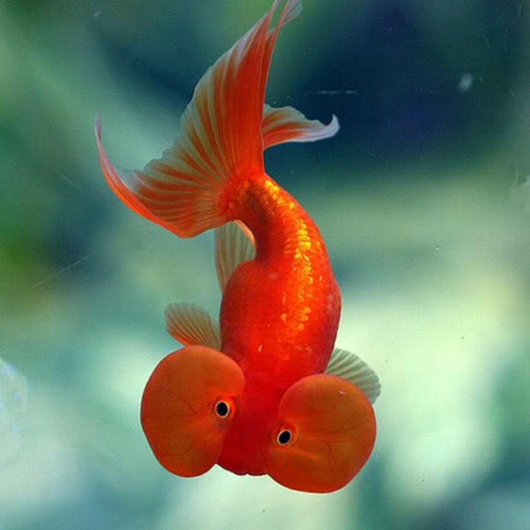 Самая милая рыба