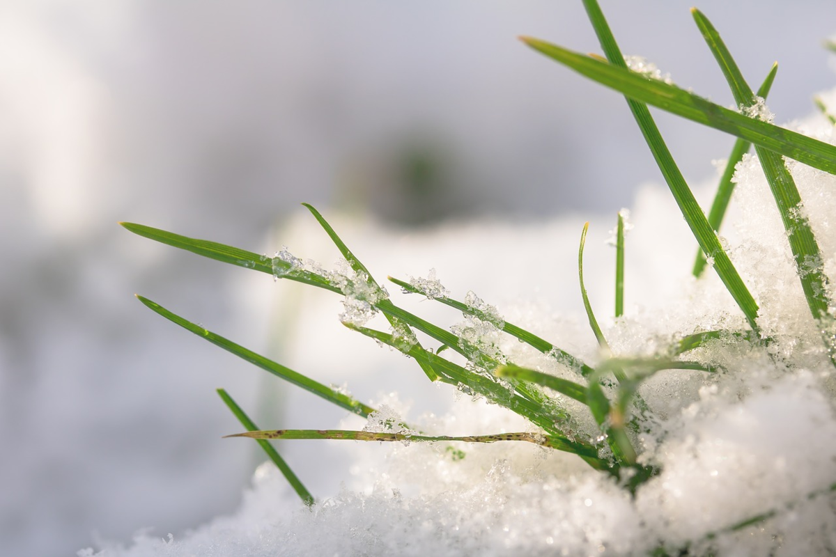 Под снегом есть воздух. Трава под снегом. Растения под снегом. Травинка под снегом.