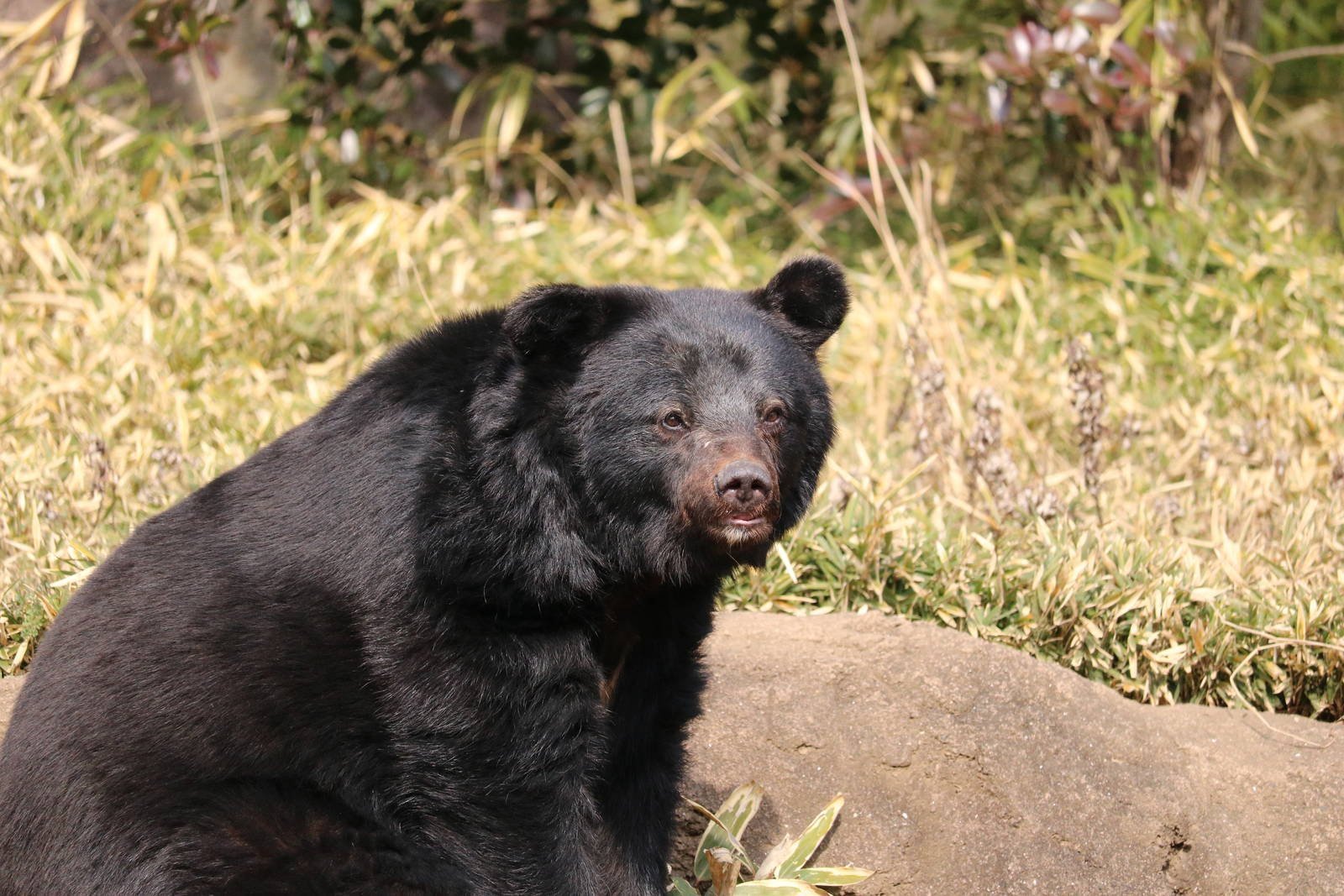 Гималайский медвежонок. Уссурийский Гималайский медведь. Гималайский белогрудый медведь. Белогрудый медведь Уссурийского заповедника. Белогрудый медведь Комсомольский заповедник.