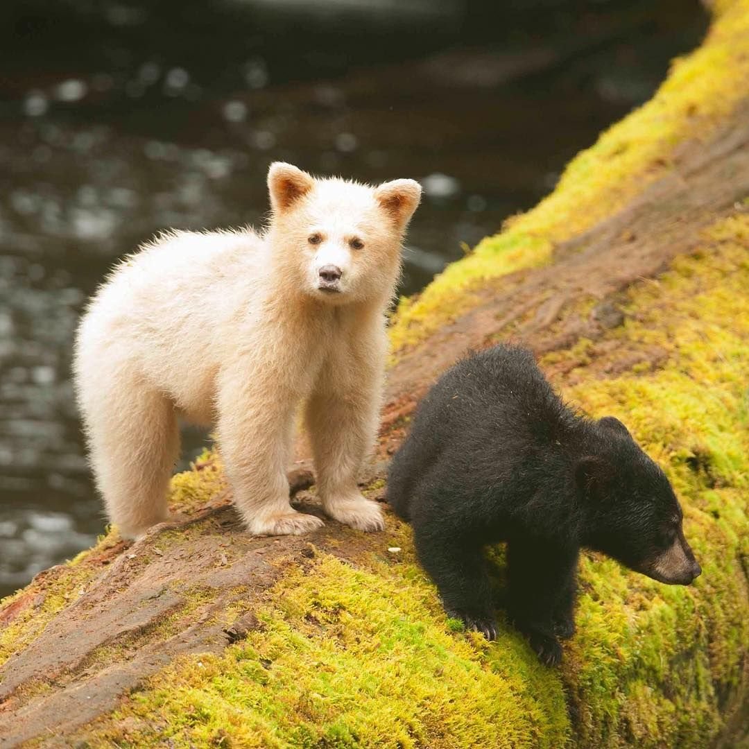 Окрас медведей. Кермодский бурый медведь. Кермод (кермодский медведь). Кермодский бурый медведь белый. Гризли альбинос.