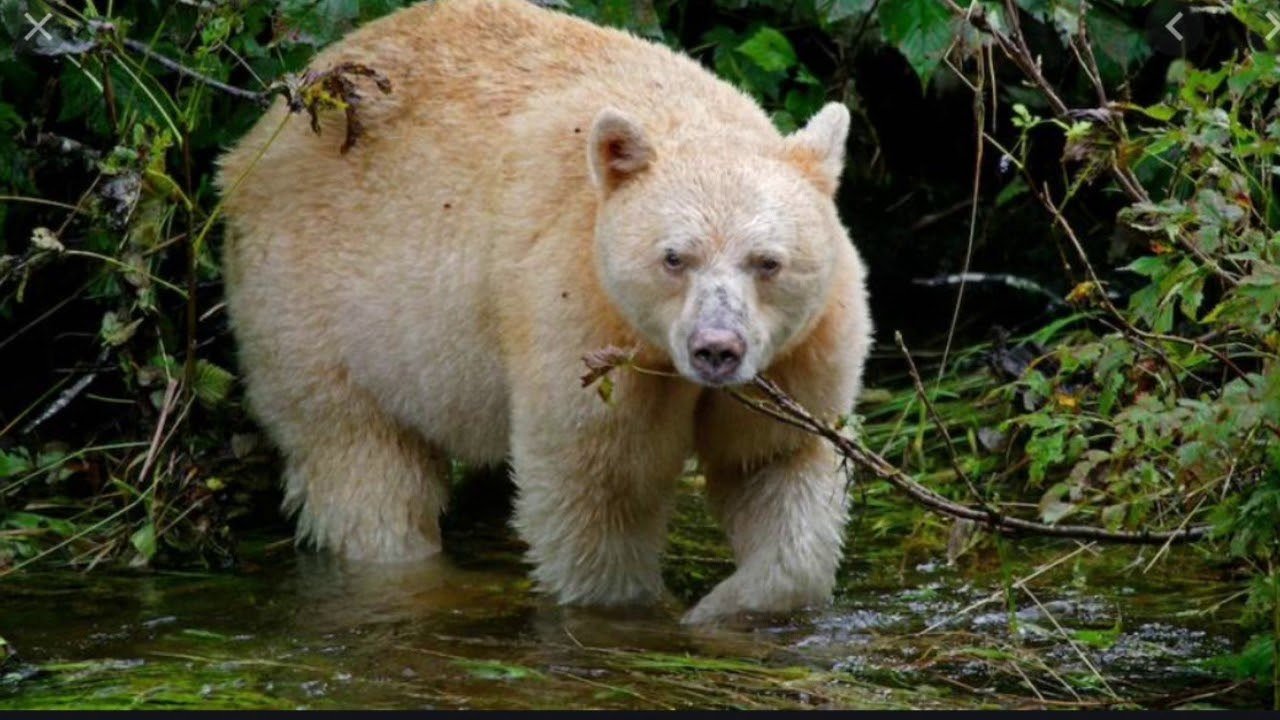 Окрас медведей. Кермодский бурый медведь. Кермод (кермодский медведь). Медведь Гризли альбинос. Бурый медведь альбинос.