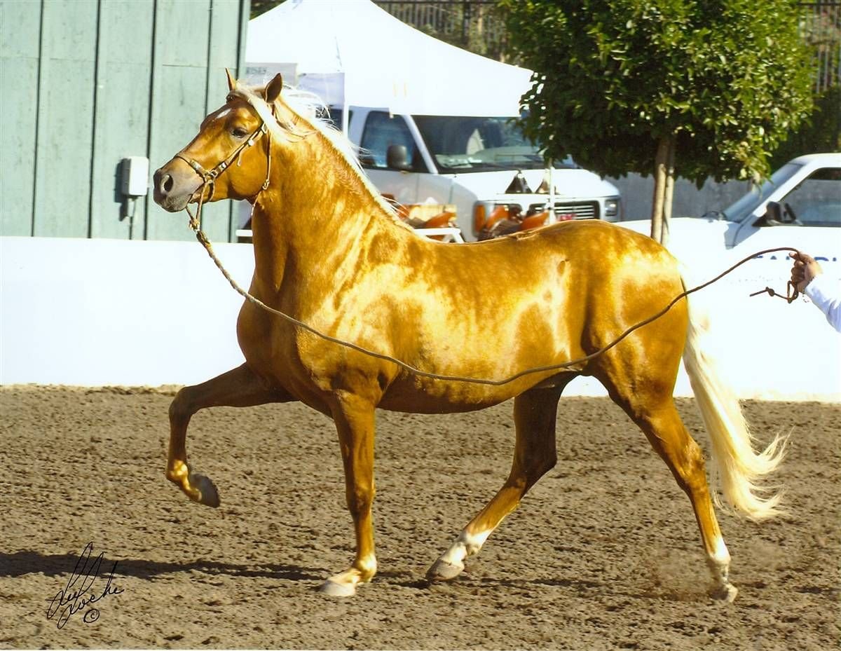 Желтая лошадка. Буланый ахалтекинец. Ахалтекинская лошадь золотистая. Пегий ахалтекинец. Золотисто Буланый ахалтекинец.