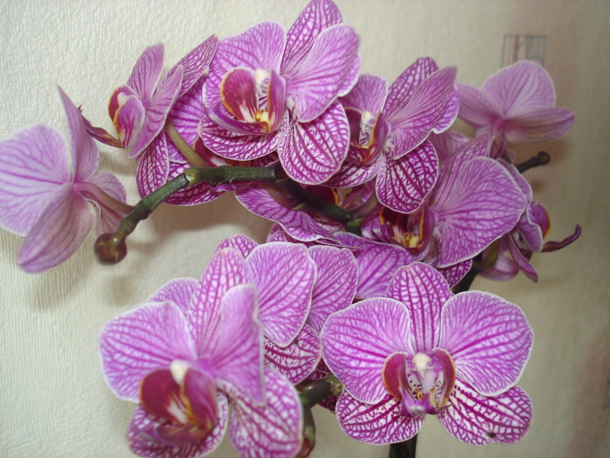 Орхидея Фантом