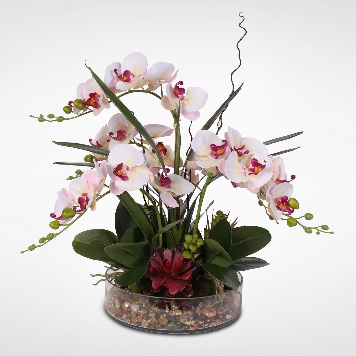 Орхидея живая цветок. Фаленопсис Цимбидиум. Орхидея фаленопсис Silk. Фаленопсис мимесис. Композиции с орхидеей фаленопсис.
