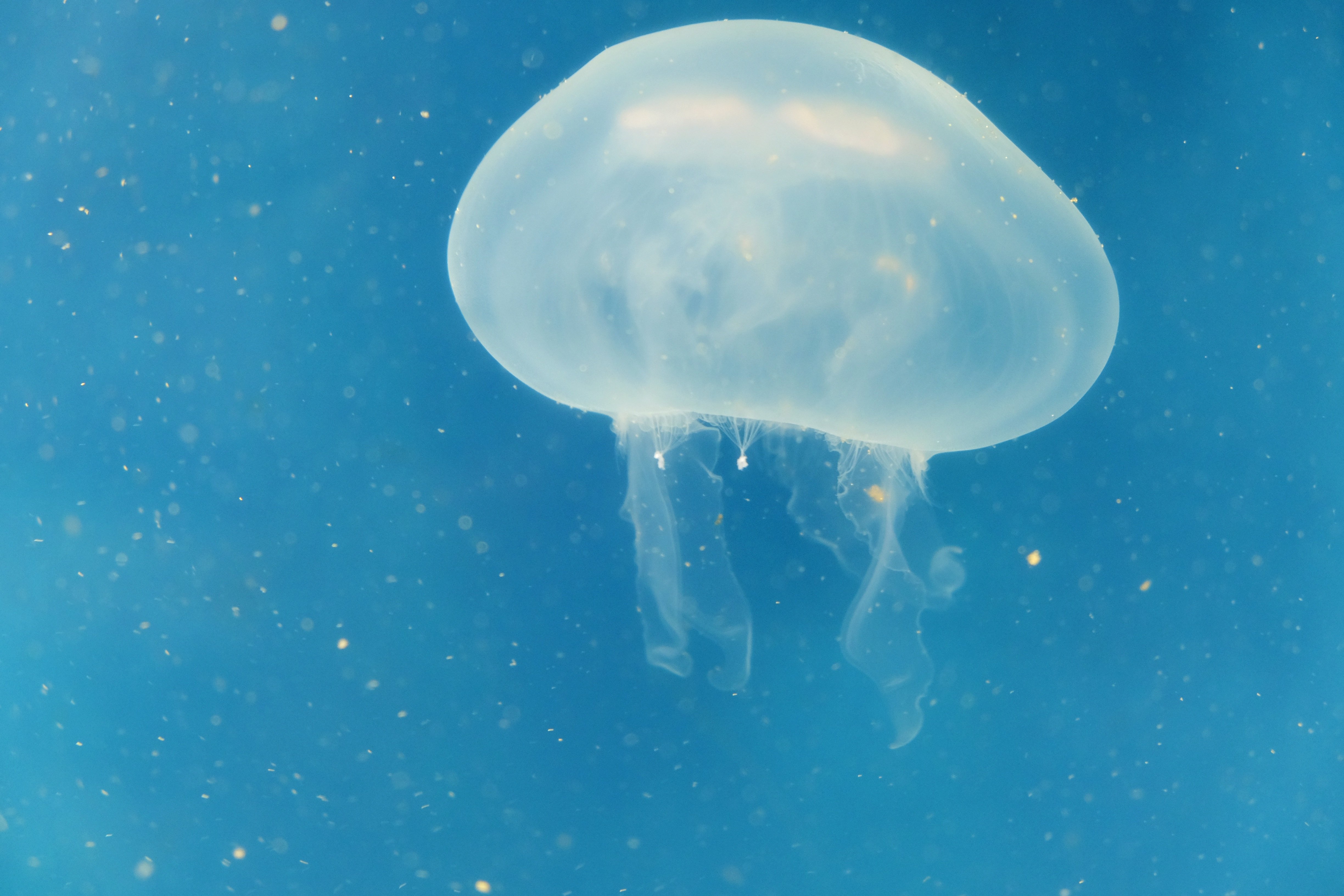 У медузы есть мозги. Медуза корнерот. Ядовитые медузы в Тайланде. Съедобные медузы. Медузы в океане.