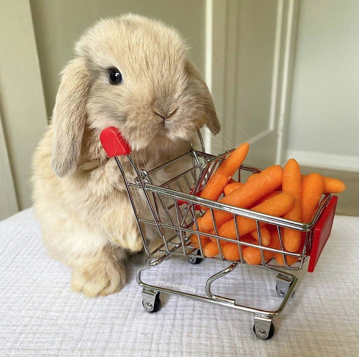 Кролик. Кролик с морковкой. Смешные кролики. Что едят кролики. Заяц в ластах