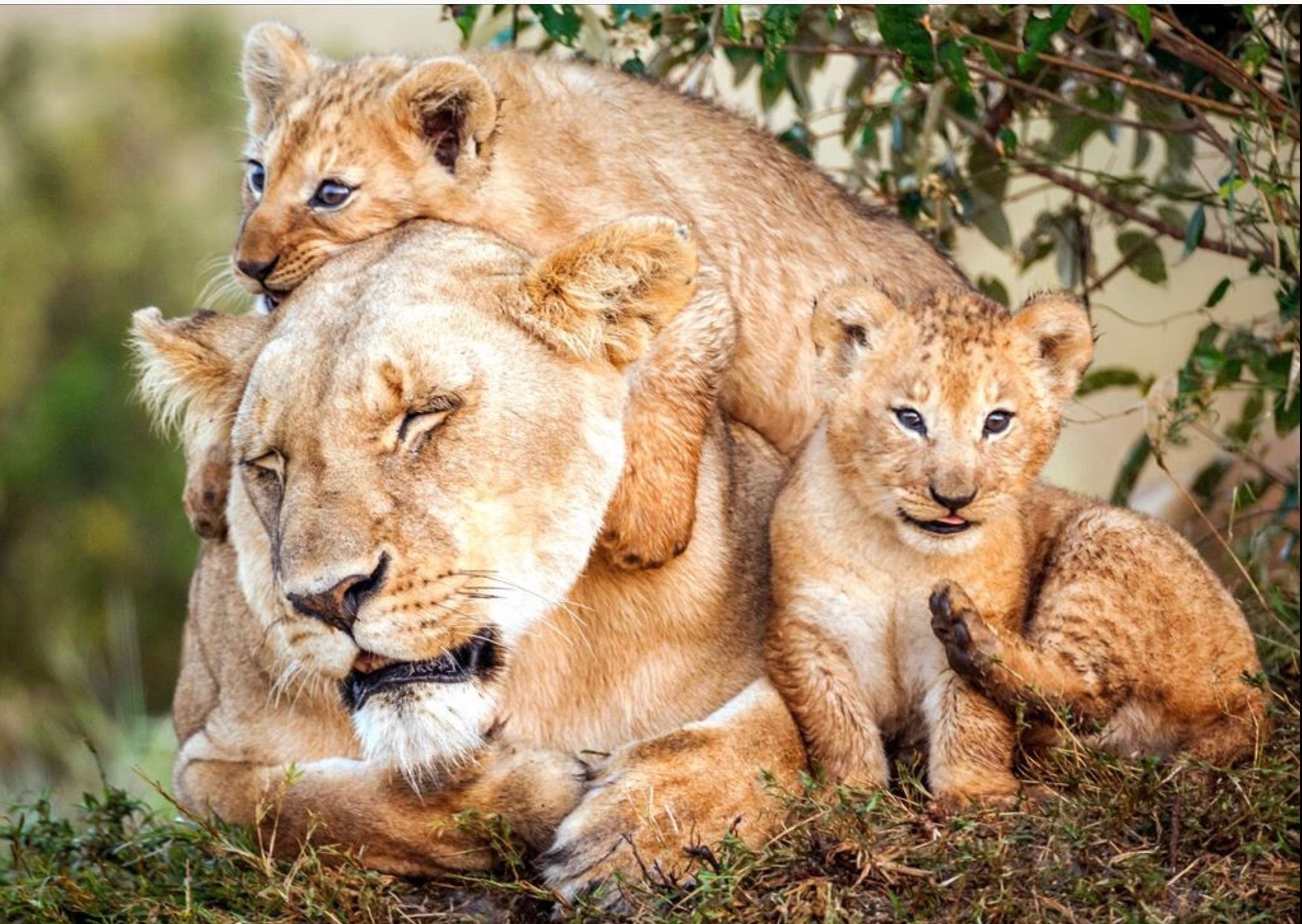 Детеныши дикой природы. Лев львица и Львенок. Лев львица и Львенок семья. Мамы и Детеныши. Львица с детенышем.