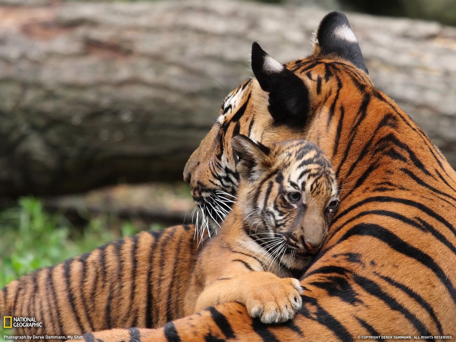Ласковые звери фото. Тигрица. Тигр с тигренком. Тигрица с тигрятами. Тигры с детенышем.