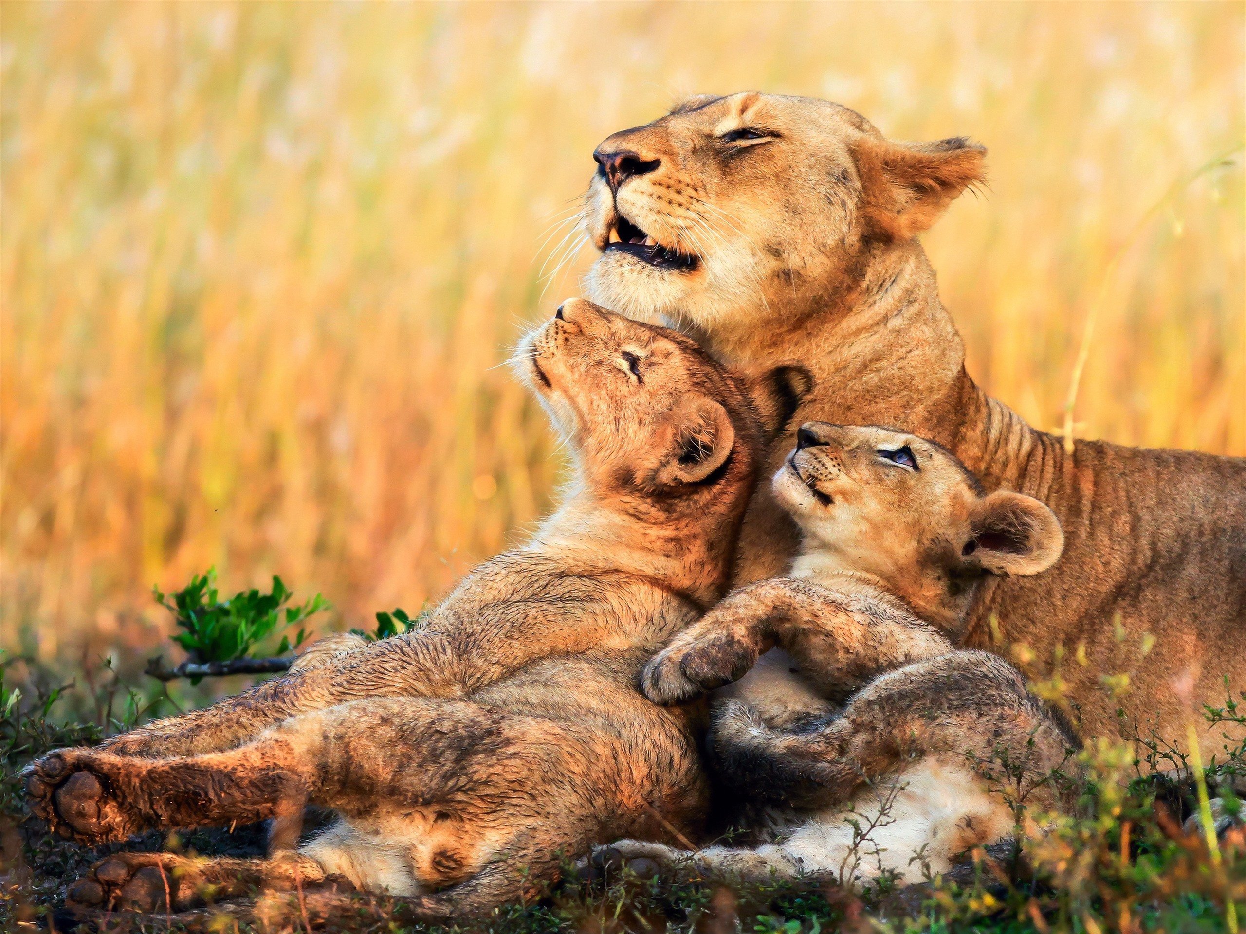 Мать и ребенок животные. Лев львица и Львенок. Львица с двумя львятами. Семья Львов. Влюбленные животные.