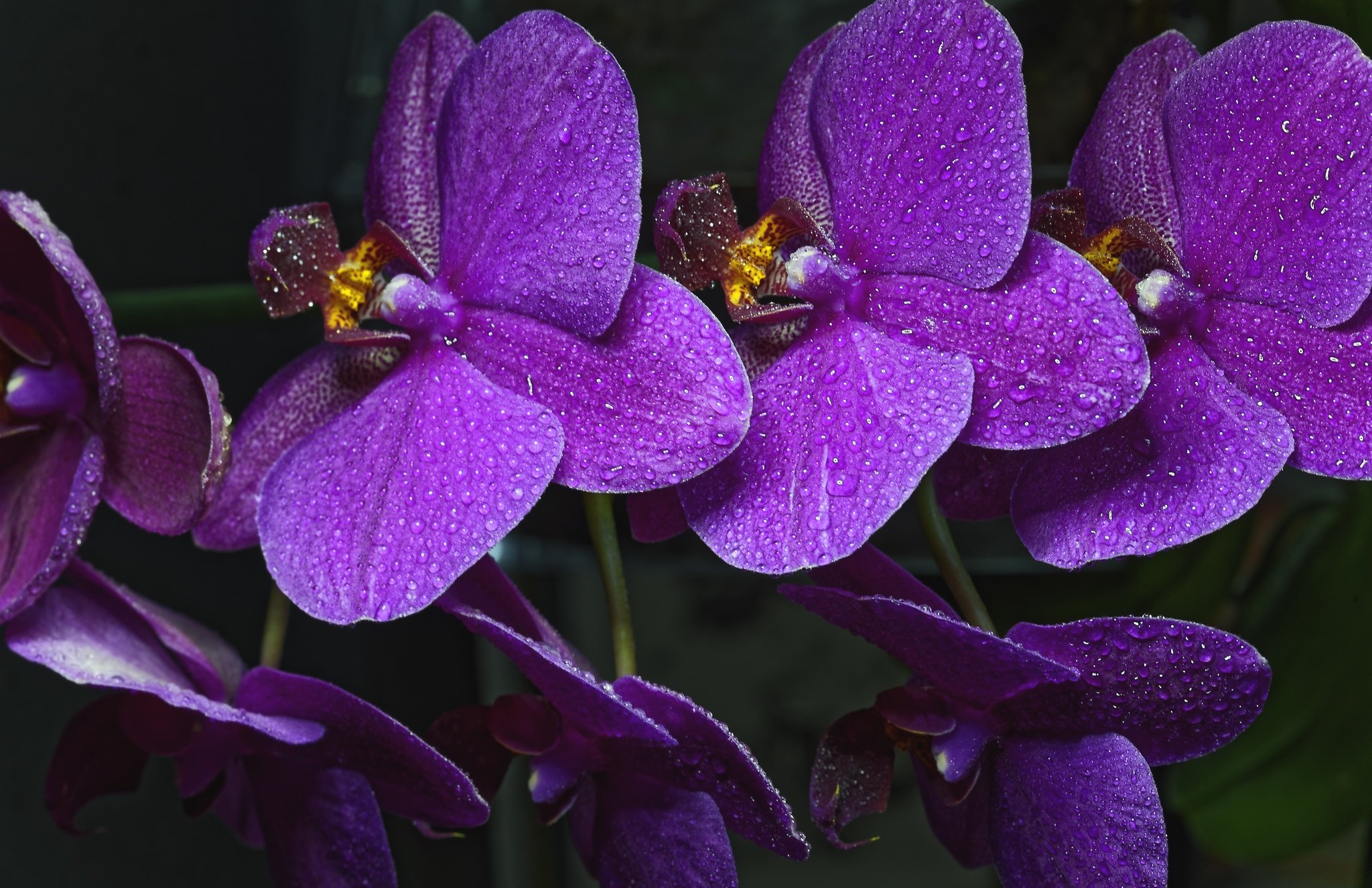 Flowers orchids. Орхидея фаленопсис Монте Карло. Фаленопсис Cobrion. Фаленопсис сиреневый. Фаленопсис Volterra.
